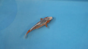 Konoko Asagi Koi 21cm Tosai – Hosokai (EK7114) | Japanese Koi UK