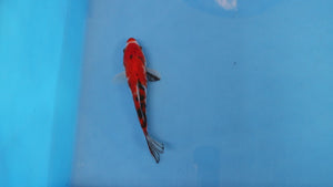 Elite Koi Winter Grow-Out: 35 Showa & 15 Sanke from Maruhiro - Sanke