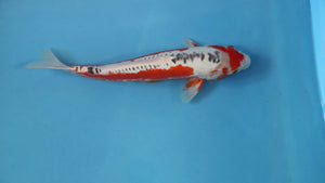Shusui Koi 36cm Nisai – Maruhiro (EK7123) | Japanese Koi UK