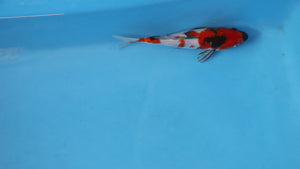 Showa Koi 22cm Nisai – Maruhiro (EK7068)