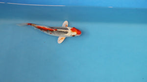 Beni Ginga Koi 21cm Nisai – Oofuchi (EK7018) | Japanese Koi for Sale UK