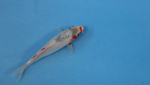 🌟 Harvest of Excellence: Maruhiro Growout 2025 🌟  - Asagi