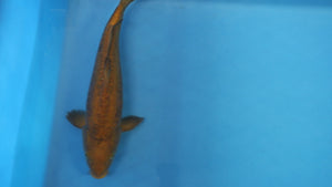 Doitsu Chagoi Aragoke Koi 37cm Nisai Male (EK7012) | Japanese Koi for Sale UK