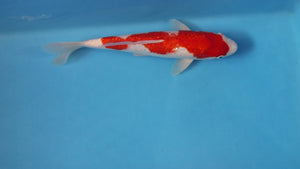 GinRin Kohaku Koi 36cm Nisai – Maruhiro (EK7116) | Japanese Koi UK