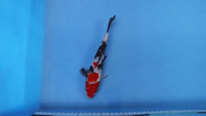 Elite Koi Winter Grow-Out: 35 Showa & 15 Sanke from Maruhiro - Showa
