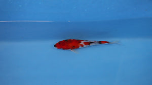 Elite Koi Winter Grow-Out: 35 Showa & 15 Sanke from Maruhiro - Sanke