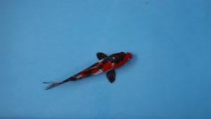 Elite Koi Winter Grow-Out: 35 Showa & 15 Sanke from Maruhiro - Showa