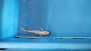 Doitsu Hariwake Koi 28cm Nisai – Yamasan (EK7092) | Japanese Koi UK