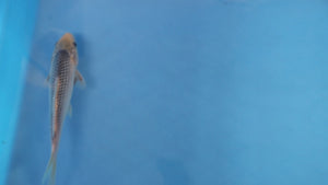 Asagi Koi 21cm Tosai – Ogata (EK7069)