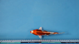 Kujaku Koi 19cm Tosai – Hosokai (EK7117) | Japanese Koi UK