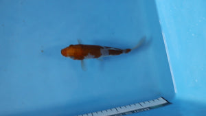 Ochiba Shigure Koi 21cm Nisai – Oofuchi (EK7063) | Japanese Koi UK