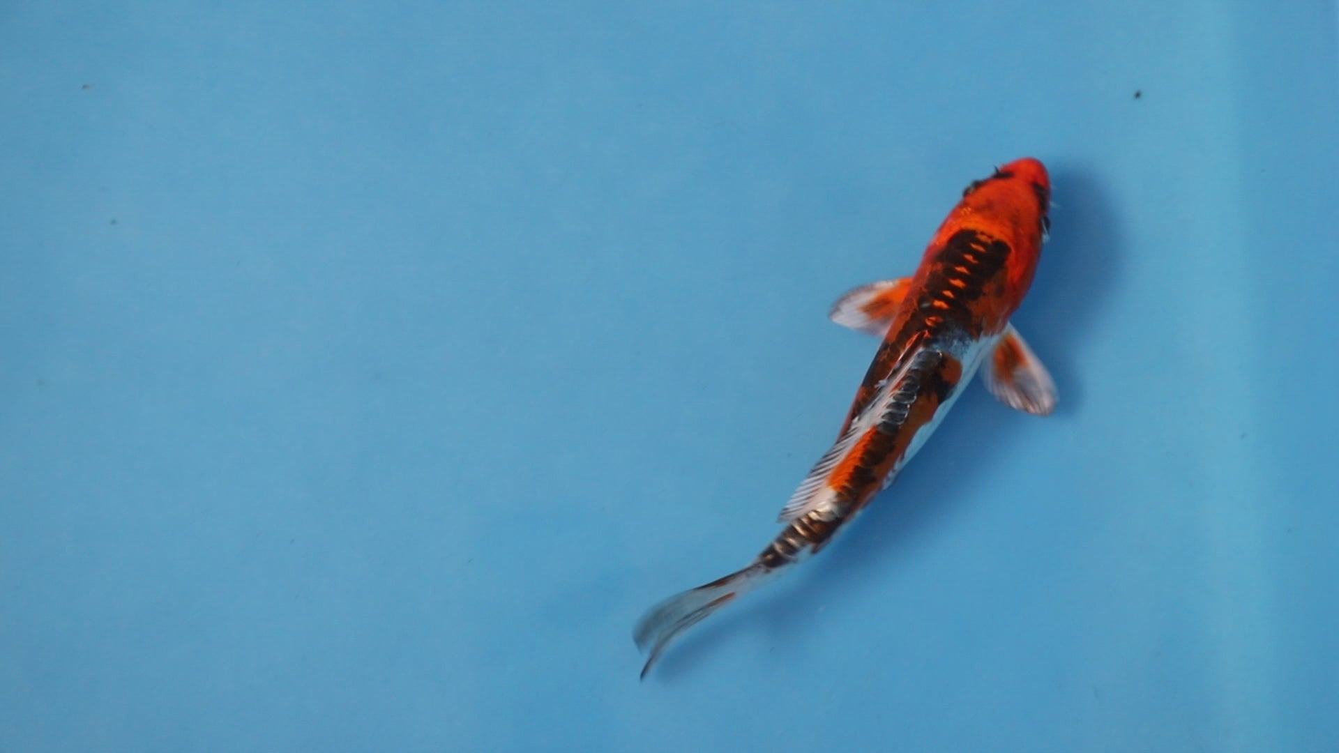koi様 Kawarigoi Koi 18cm Nisai EK7028 | Oofuchi Koi UK