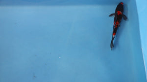 Showa Koi 22cm Nisai – Maruhiro (EK6980)