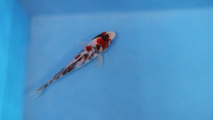 Elite Koi Winter Grow-Out: 35 Showa & 15 Sanke from Maruhiro - Showa
