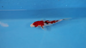 Elite Koi Winter Grow-Out: 35 Showa & 15 Sanke from Maruhiro - Sanke