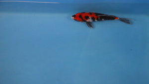 Showa Koi 24cm Nisai – Kase (EK6974)