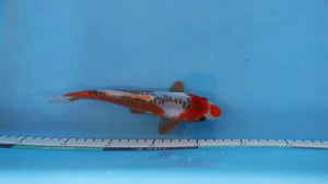 Shusui Koi 22cm Nisai – Maruhiro (EK7058)