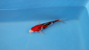 Elite Koi Winter Grow-Out: 35 Showa & 15 Sanke from Maruhiro - Sanke