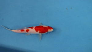 🌟 Harvest of Excellence: Maruhiro Growout 2025 🌟  - Kohaku