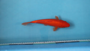 Benigoi Koi 23cm Tosai – Ogata (EK7106) | Japanese Koi UK
