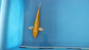 Doitsu Yamabuki Ogon Koi 31cm Nisai – Yamasan (EK7091) | Japanese Koi UK