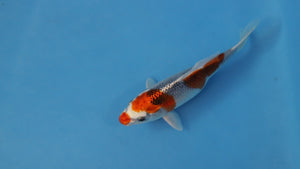 🌟 Harvest of Excellence: Maruhiro Growout 2025 🌟  - Kujaku