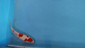 Budo Goromo EK6971