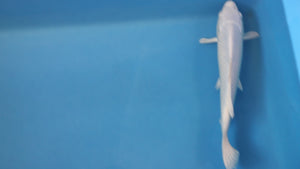 Purachina Koi 33cm Nisai – Yamasan (EK7015) | Japanese Koi for Sale UK
