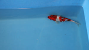 Showa Koi 22cm Tosai – Ogata (EK7112) | Japanese Koi UK