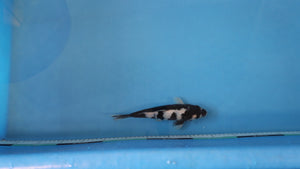 Shiro Utsuri Koi 23cm Tosai – Ogata (EK7113) | Japanese Koi UK
