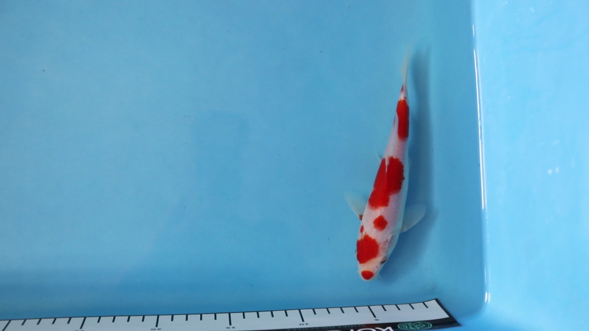 Kohaku Koi 18cm Nisai EK7021 | Oofuchi Koi UK