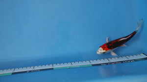 Kawarigoi Koi 17cm Nisai – Kase (EK7054)