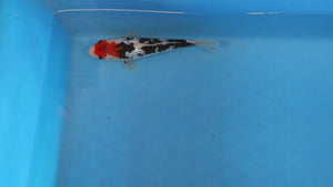 GinRin Showa Koi 24cm Jumbo Tosai – Hosokai (EK6990)