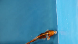 Kujaku Koi 17cm Nisai – Maruhiro (EK7011) | Japanese Koi for Sale UK