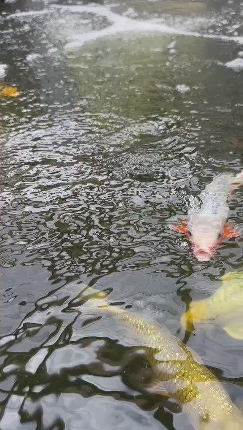 Mountain Tree Air Diffuser Bubble ring in action in an Elite Koi customer Koi Pond