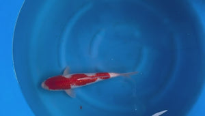 Ginrin Kohaku