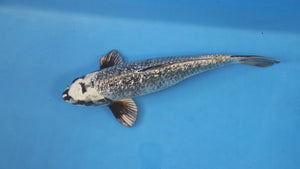 Ginrin Matsukawabake Koi 40cm Nisai Male – Takatatsu (EK7050) | Japanese Koi UK
