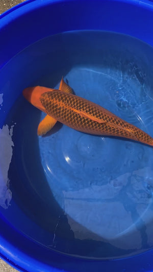 Aka Matsuba Koi 67cm Sansai – Maruhiro (EK7059) | Japanese Koi UK