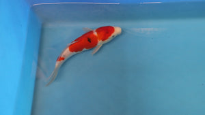 Boxing Day Sale - Sanke