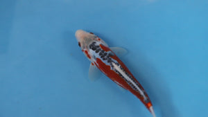 🌟 Harvest of Excellence: Maruhiro Growout 2025 🌟  - Shusui