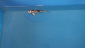 Beni Kikokuryu Aragoke Koi 21cm Nisai – Oofuchi (EK7023) | Japanese Koi UK