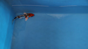 Beni Kikokuryu Koi 19cm Nisai – Oofuchi (EK7081) | Japanese Koi UK