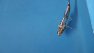 🌟 Harvest of Excellence: Maruhiro Growout 2025 🌟  - Doitsu Kogane Ochiba