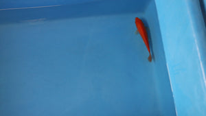Red Eyed Red Karashigoi Koi 19cm Tosai – Ogata (EK7070)