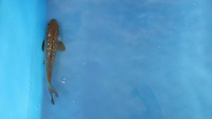 Ginrin Chagoi Koi 22cm Nisai – Maruhiro (EK7055)