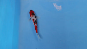 Elite Koi Winter Grow-Out: 35 Showa & 15 Sanke from Maruhiro - Showa