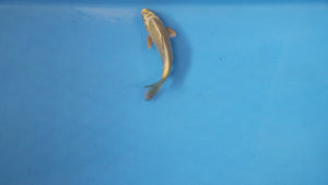 Mukashi Ogon Koi 20cm Nisai – Maruhiro (EK7097) | Japanese Koi UK