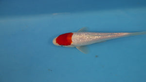 🌟 Harvest of Excellence: Maruhiro Growout 2025 🌟  - Ginrin Tancho