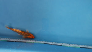 Gin Rin Kin Matsuba Koi 20cm Nisai – Maruhiro (EK6979)