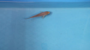 Soragoi Koi 17cm Nisai – Maruhiro (EK7010) | Japanese Koi for Sale UK